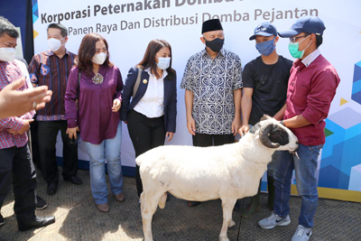 Kolaborasi bank bjb Wujudkan Korporatisasi Peternak Domba Garut 1 Kolaborasi bank bjb Wujudkan Korporatisasi Peternak Domba Garut 1