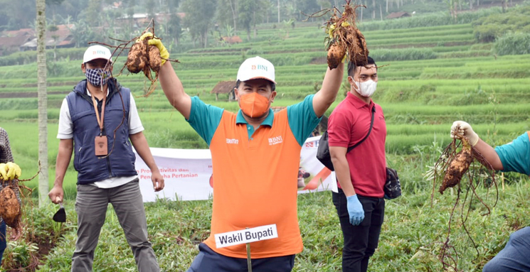 Simbolis BNI Laksanakan Akad KUR Tani Cluster Ubi Cilembu Tahun 2020