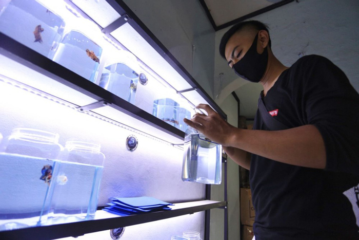Booming Ikan Cupang Karang Taruna Burangrang Tertarik Membudidayakan