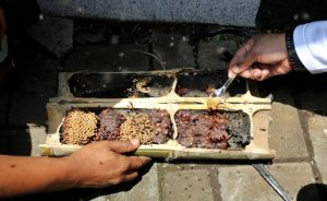 Contoh Budidaya Lebah