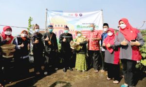 Oded M Danial pun turut serta memanen hasil sayuran dan meresmikan