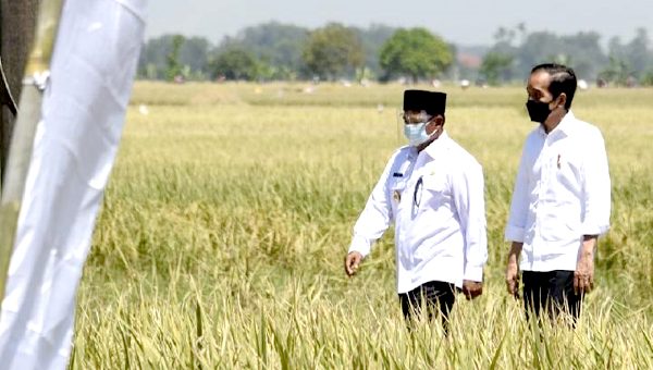 Wagub Jabar Dampingi Presiden Panen Padi di Indramayu
